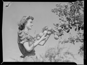 Girl picking apples