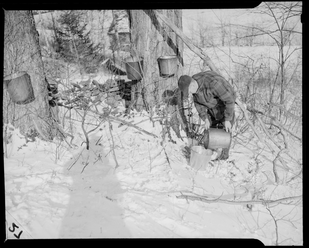 Maple syrup time