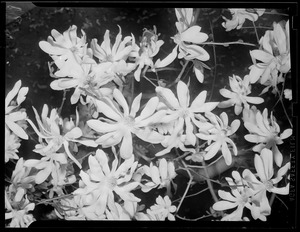 Close-up of flowers