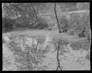 Reflections in stream