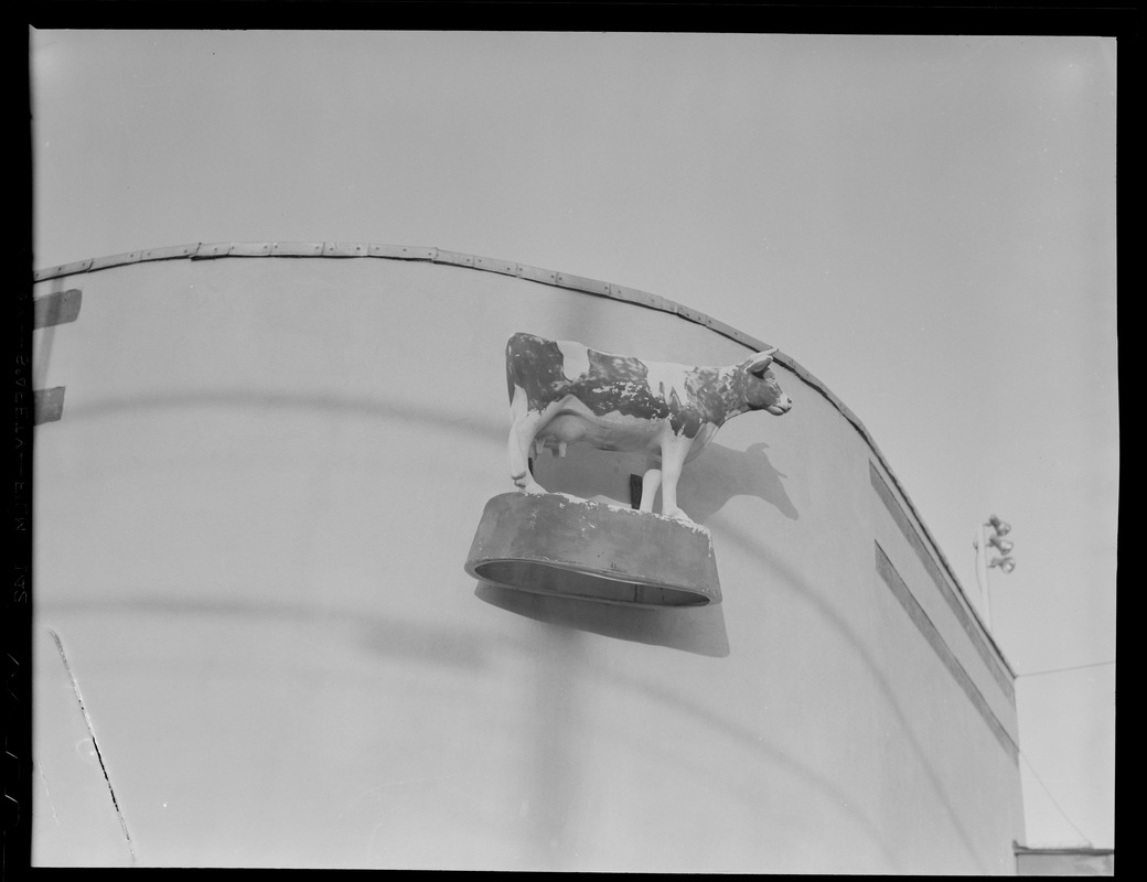 Silent advertising (cow), Boyntonville, New York