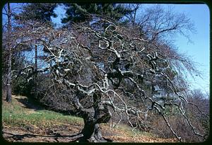 Leafless tree