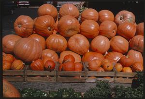 Pumpkins on display with green peppers in foreground