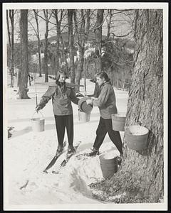 Sugarin' on Skis -- Girls at Big Bromley, Manchester, Vt., combine snow sports with gathering maple sap. Elsbeth M. Park of Dorset, Vt., wears skis and carries old-fashioned wooden yoke as Audrey Brown of Montclair, N. J., in snowshoes, pours sap.
