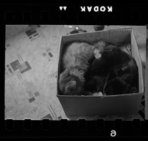 Kittens in a box