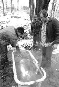 Soaking the pig in boiling water Lanesville