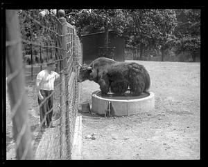 Franklin Park Zoo: Yak standing in water trough to cool off