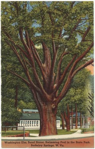 Washington Elm, band stand, swimming pool in the state park, Berkeley Springs, W. Va.