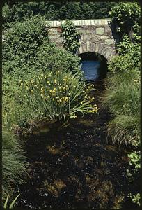 Stream feeder to Charles River at Audubon Soc. Res., Natick off Rt. 16