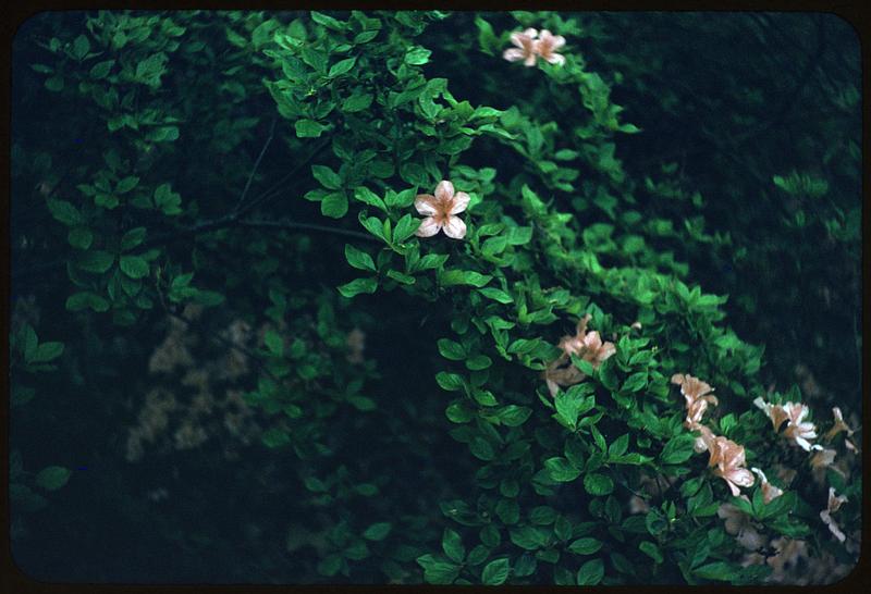 Flowers, Arnold Arboretum