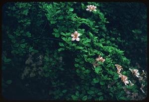 Flowers, Arnold Arboretum