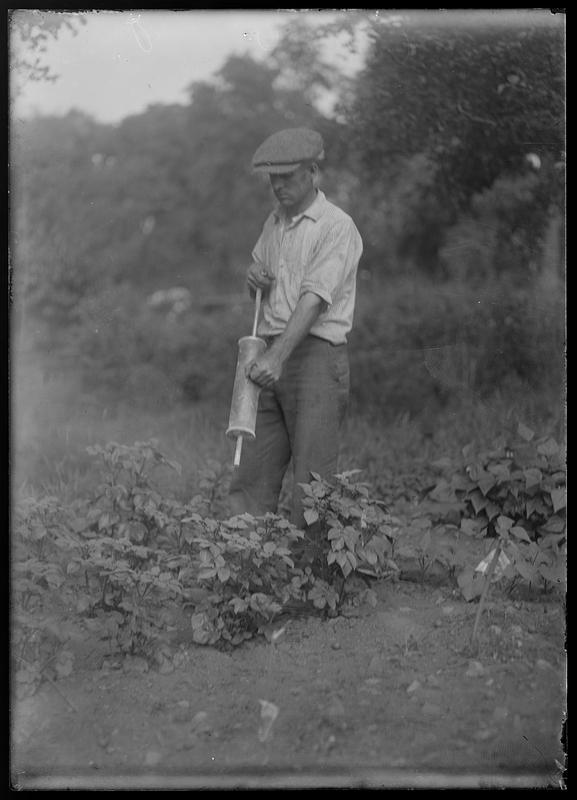 Spraying (and dusting) vegetables