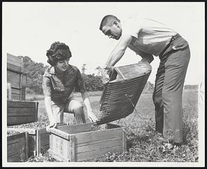 Still Scoopin 'Em Up is Chuck Schilling, Red Sox second baseman, as he and his wife, Mary Ann, harvest cranberries from the Cape Cod bog which he and teammate Carl Yastrzemski won during Massachusetts Day at Fenway Park earlier in the season.