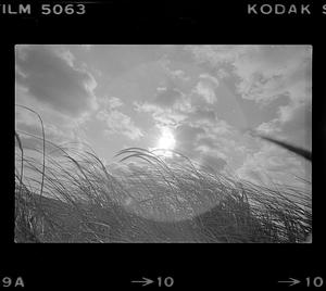 Plum Island dune grass