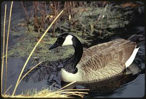 Upper branch of Charles River at Stony Brook, Norfolk / Geese