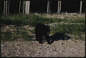 Bear walking, British Columbia