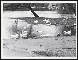 Ducks swim in roadway in Winchester Sq. as Aberjona River floods banks