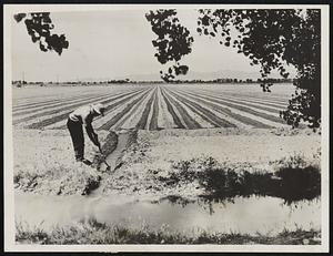 Turning on the Rain. Farming By Irrigation in the deserts of the West is something of which easterners have little intimate knowledge. Above we see this farmer on the Salt River federal reclamation project who depends entirely upon his canal for the success of his crop. His field must be carefully prepared and his water must be carefully tended, but he is not dependent upon fickle nature for his rain. He can tap the storage reservoir once in three or four weeks as water is needed. Below, is shown the farmer opening a head gate to divert a stream into the lateral canal which leads into his fields.