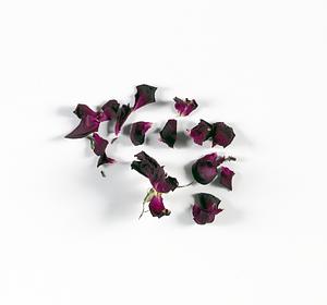 Rose from Caleb's garden, image captured on August 13, 2024