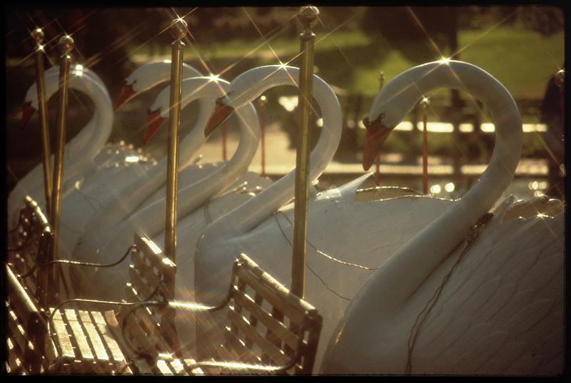 Swan Boats in Public Garden, Boston
