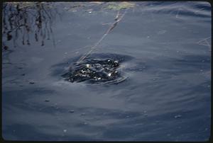 Upper branch of Charles River at Stony Brook, Norfolk