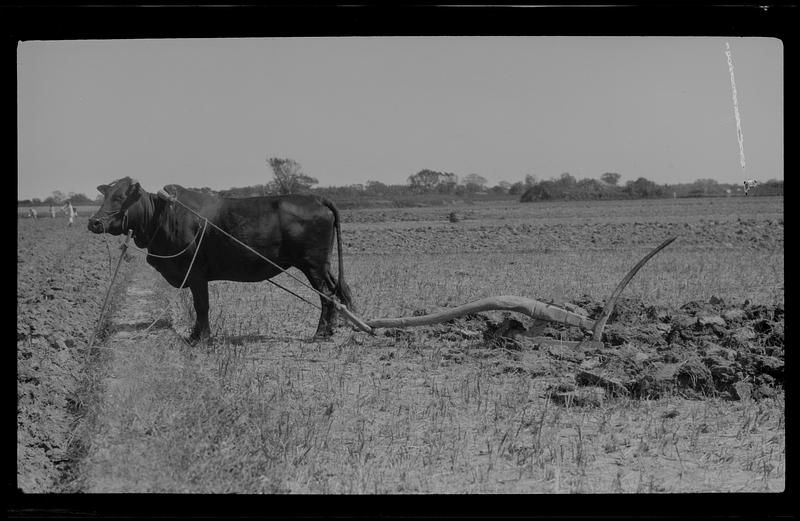 Ox attached to plow