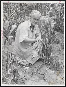 Mrs. Lillian Flannery (above) of Lexington Rd., Concord, is surrounded by corn dwarfed by drouth.