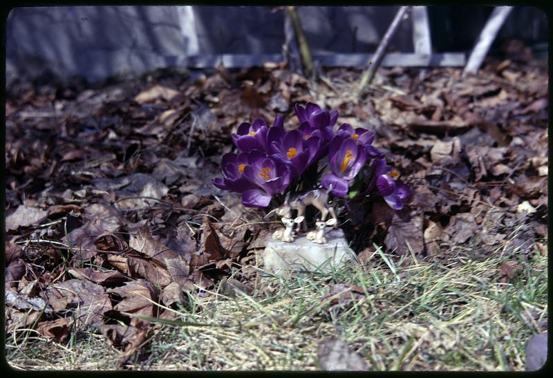 Crocuses, figurines of deer on a rock in foreground