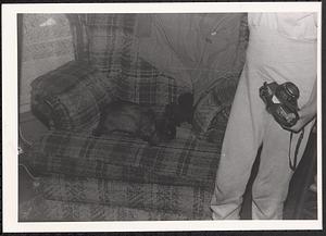 Rabbit on a sofa chair