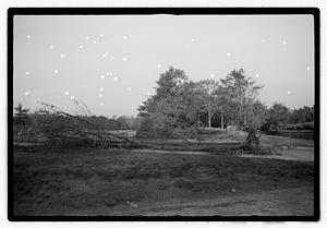 Uprooted trees