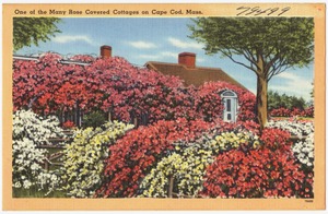 One of the many Rose covered cottages on Cape Cod, Mass.