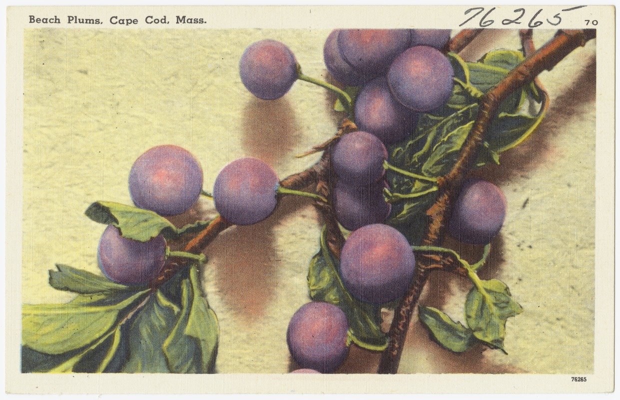 Beach Plums, Cape Cod, Mass.