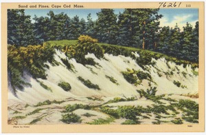 Sand and pines, Cape Cod, Mass.