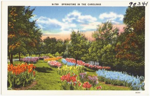 N-799. Springtime in Carolinas