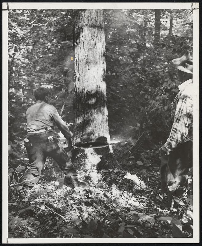 Crash of Timber in the silent woods of lower New York State often is a ripping prelude to the deafening roar at a major league park when the umpire cries "Play Ball!" For from a relatively small woodland area near Cooperstown, N. Y., comes much of the selected hardwood white ash from which baseball bats are milled. Appropriately enough, the area also is the birthplace of baseball.