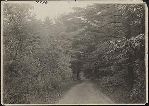 View down an unpaved road in the woods, Gunhouse Street