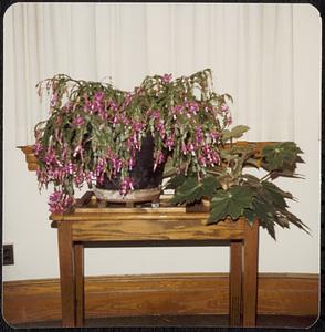 Lawrence Library, Christmas cactus on table