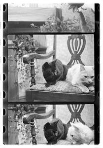 Two cats