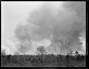 Cape cod forest fire