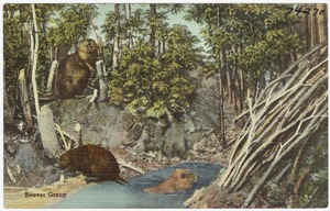 Beaver Group
