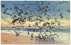 Dinner-time for the sea gulls at Wildwood, N. J.
