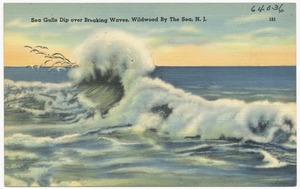 Sea gulls dip over breaking waves, Wildwood by the Sea, N. J.