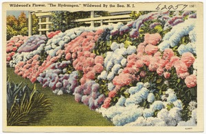 Wildwood's flower, "The Hydrangea," Wildwood by the Sea, N. J.