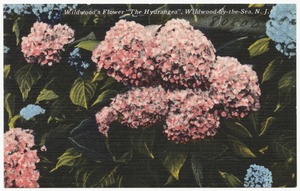 Wildwood's flower "The Hydrangea", Wildwood-by-the-Sea, N. J.
