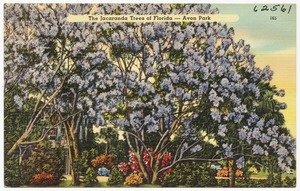 The Jacaranda trees of Florida- Avon Park
