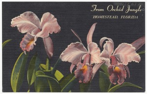 From Orchid Jungle, Homestead, Florida