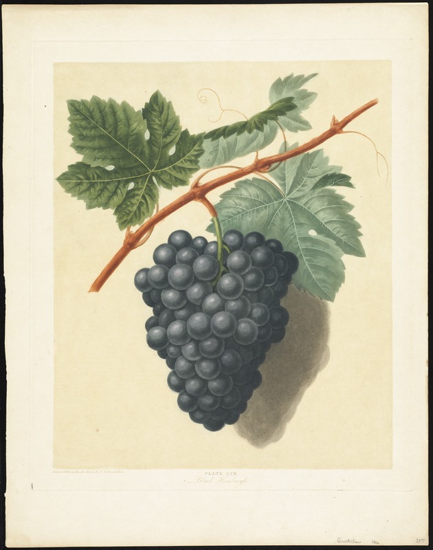 Grapes - Black Hamburgh