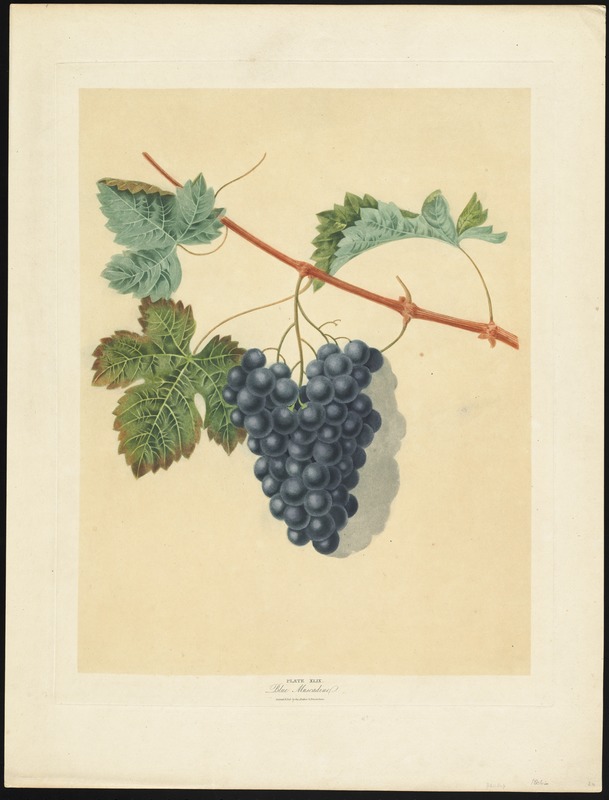 Grapes - Blue Muscandine