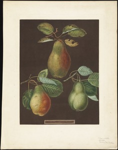 Pears - Chaumontelle