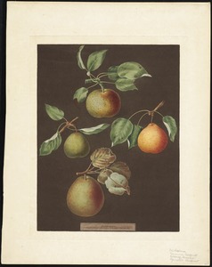 Pears - Michaelmas